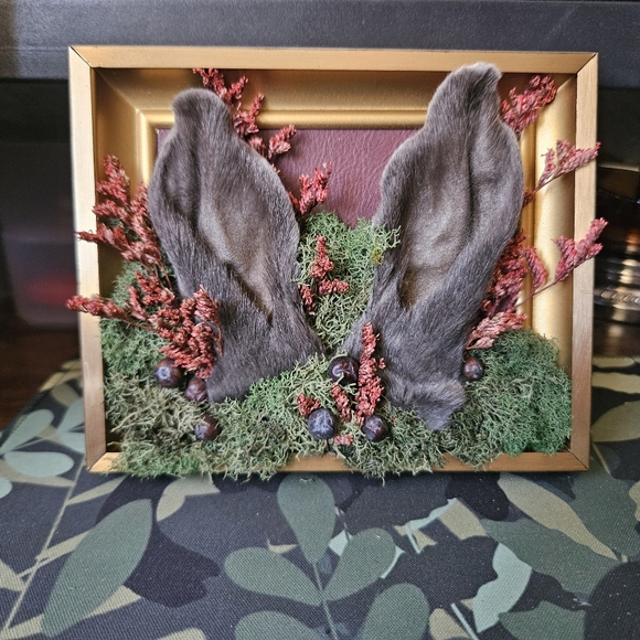 Preserved Jack Rabbit Ears In Vintage Frame - Picture 3 of 3